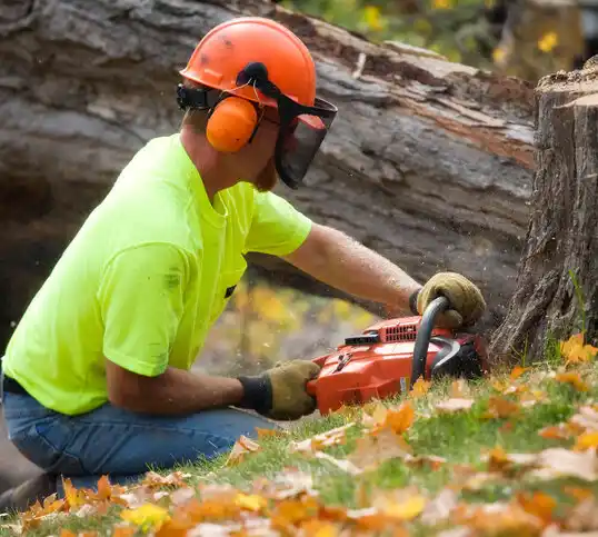 tree services Half Moon